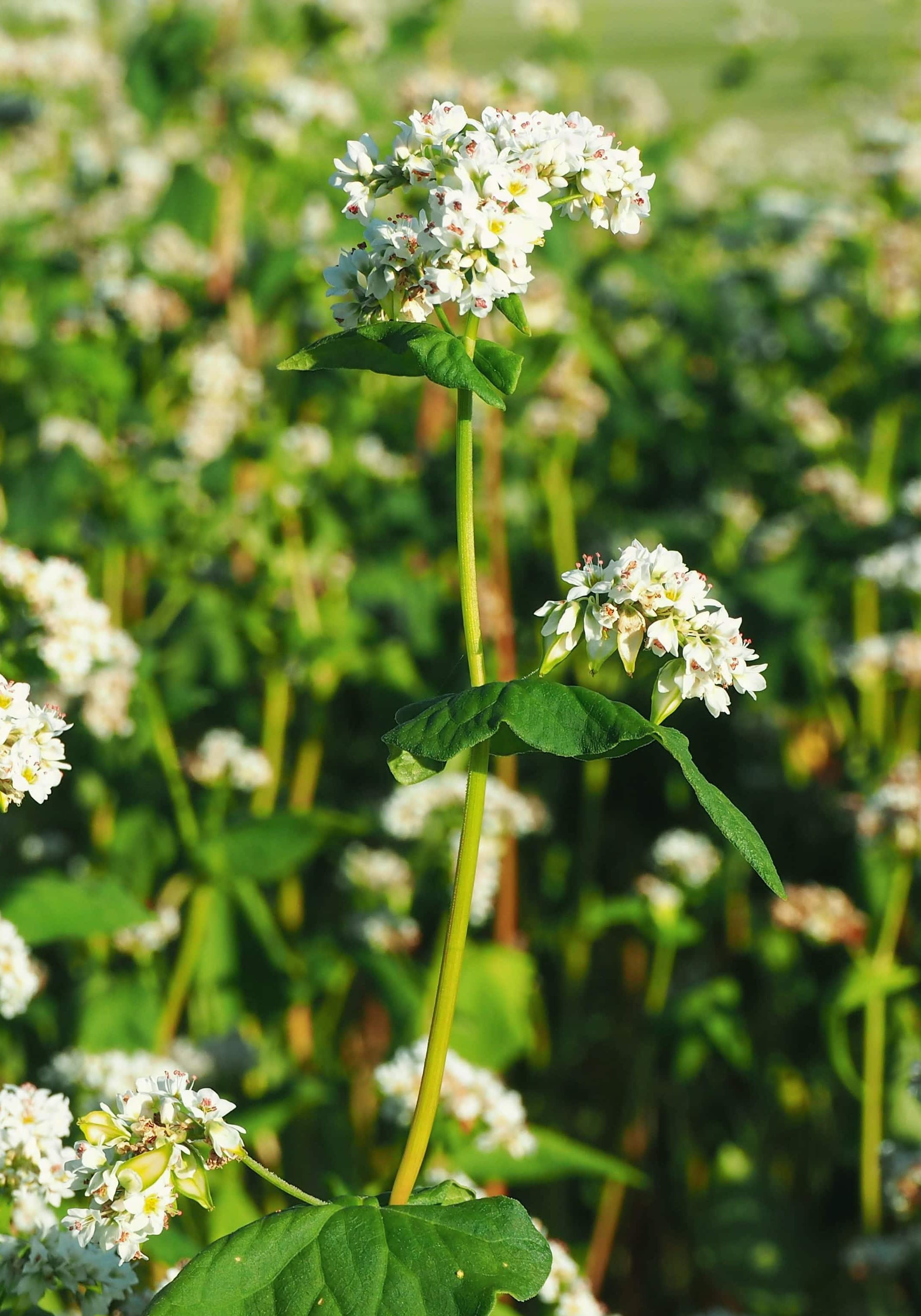 soba flower